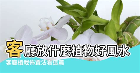 水 種 植物 風水|大門口適合放什麼植物？風水師推薦發財樹、富貴竹、。